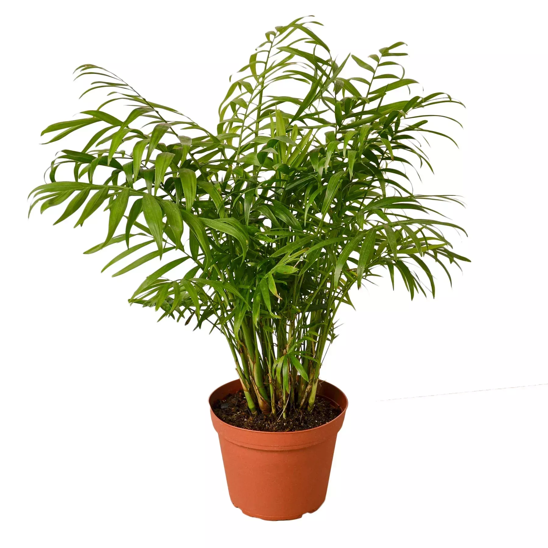parlor-palm Parlor Palm