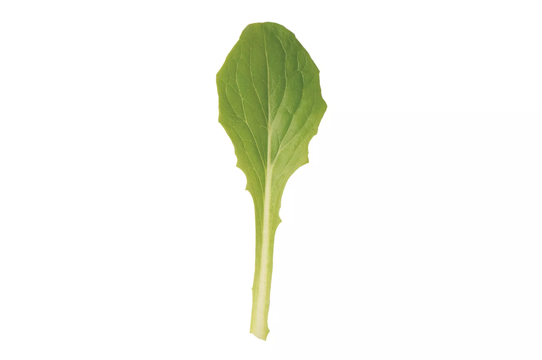 parris-island-organic-lettuce-seed Parris Island Organic Lettuce Seed