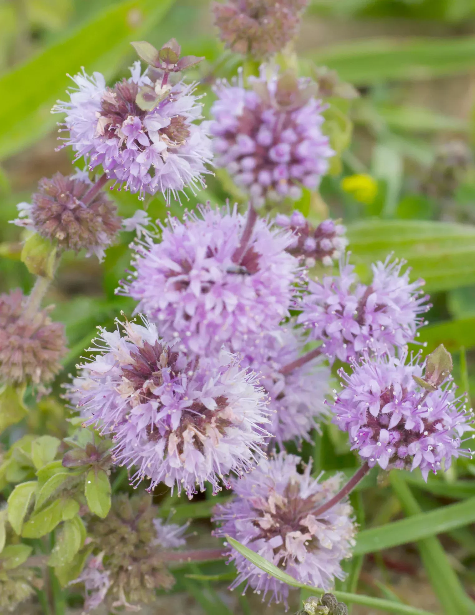 pennyroyal-herb-seeds Pennyroyal Herb Seeds