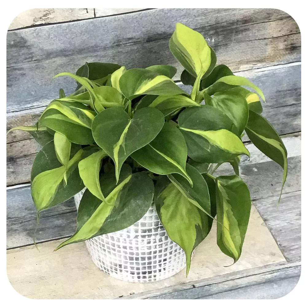philodendron-brasil Philodendron 'Brasil'