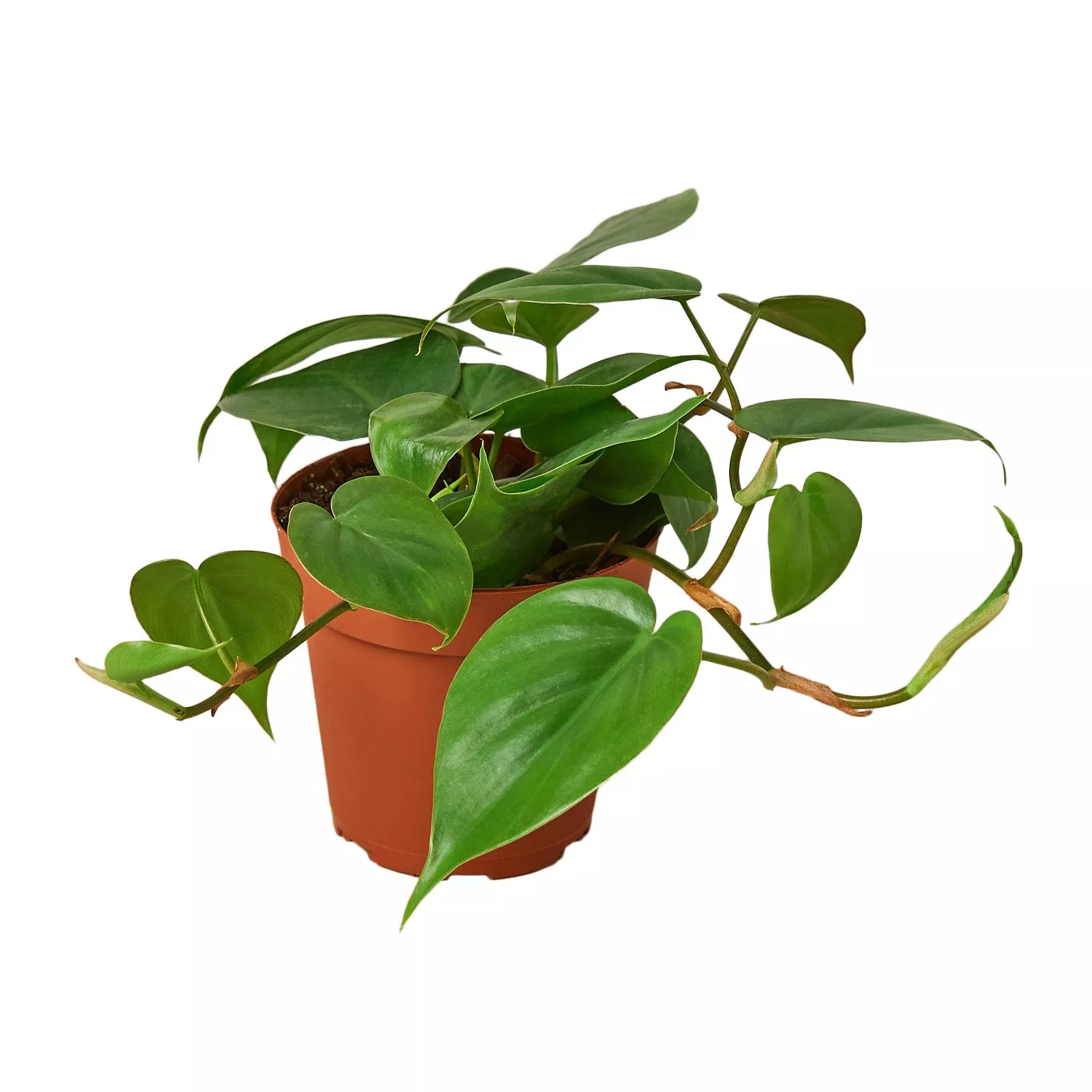 philodendron-cordatum-heartleaf Philodendron cordatum – ‘Heartleaf’