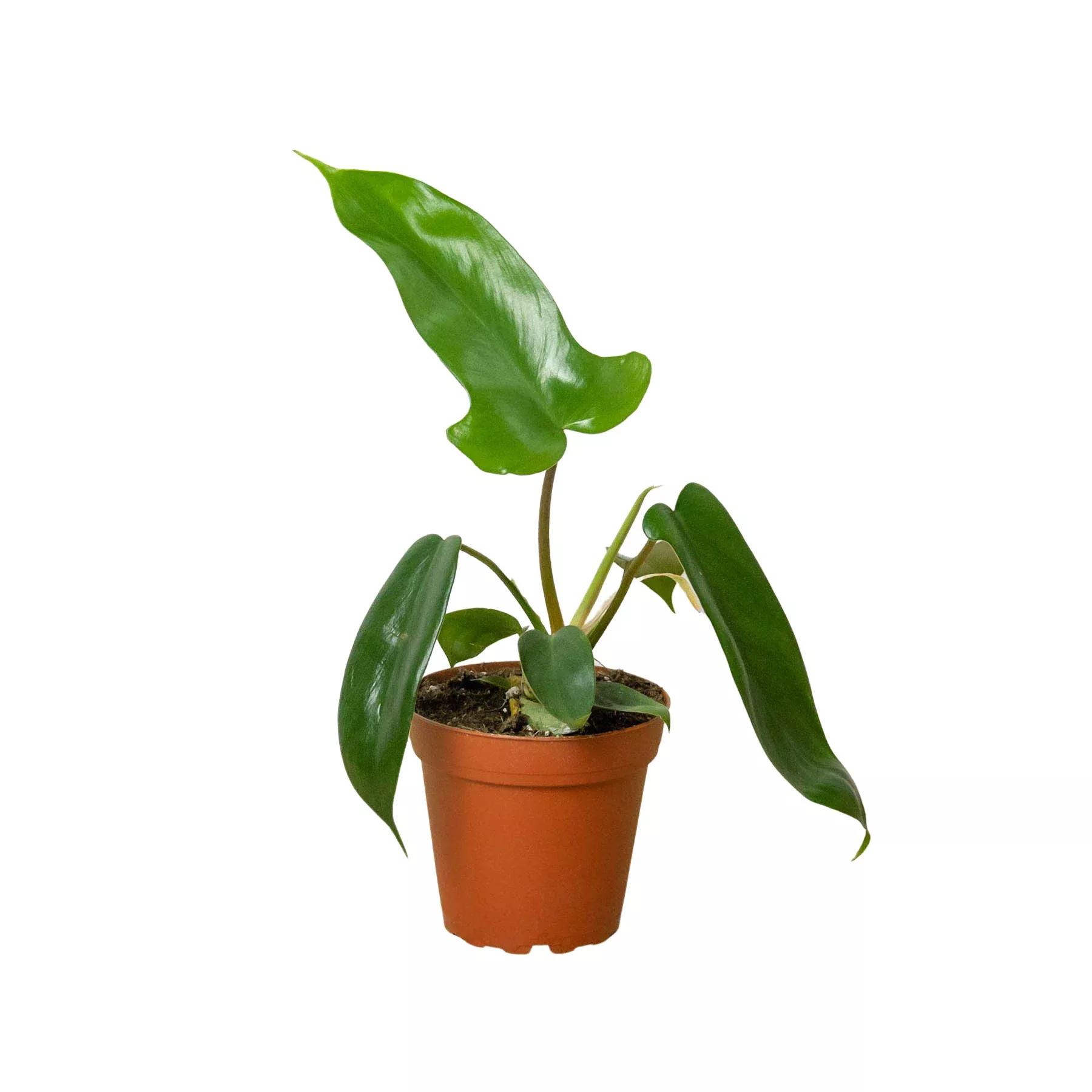 philodendron-florida-green Philodendron 'Florida Green'