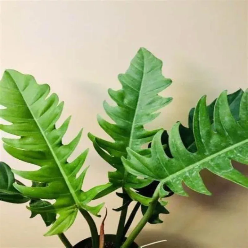 Philodendron 'Jungle Boogie'