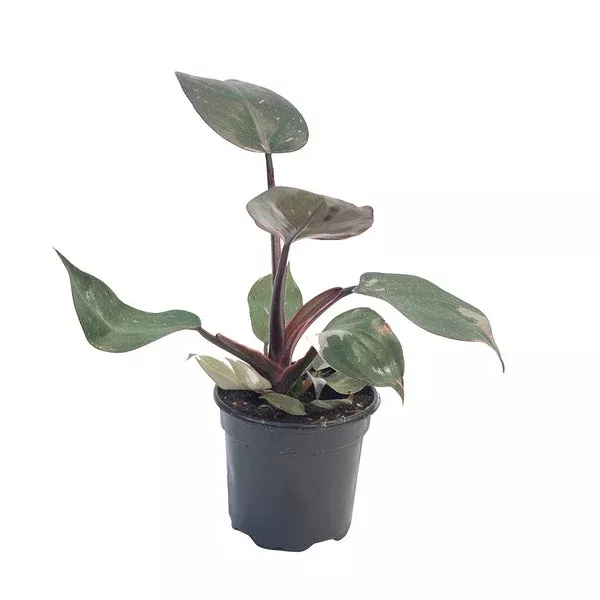 philodendron-pink-princess Philodendron 'Pink Princess'