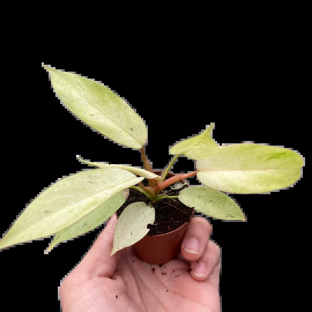 philodendron-snowdrift Philodendron 'Snowdrift'