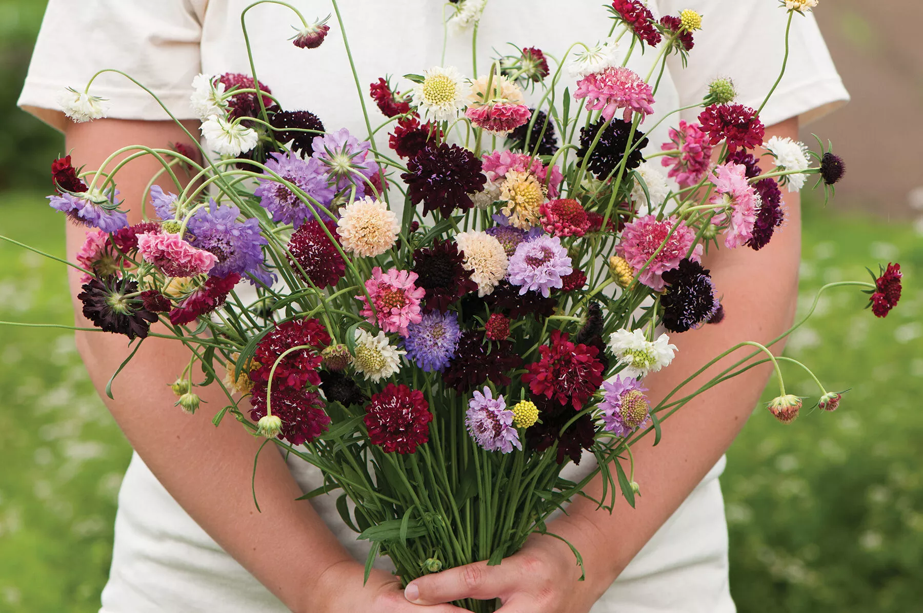 Pincushion Formula Mix Scabiosa Seed