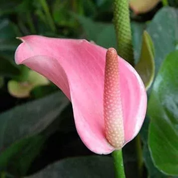 pink-andraeanu-flower-seeds-planting "Pink Andraeanu Flower seeds for Planting