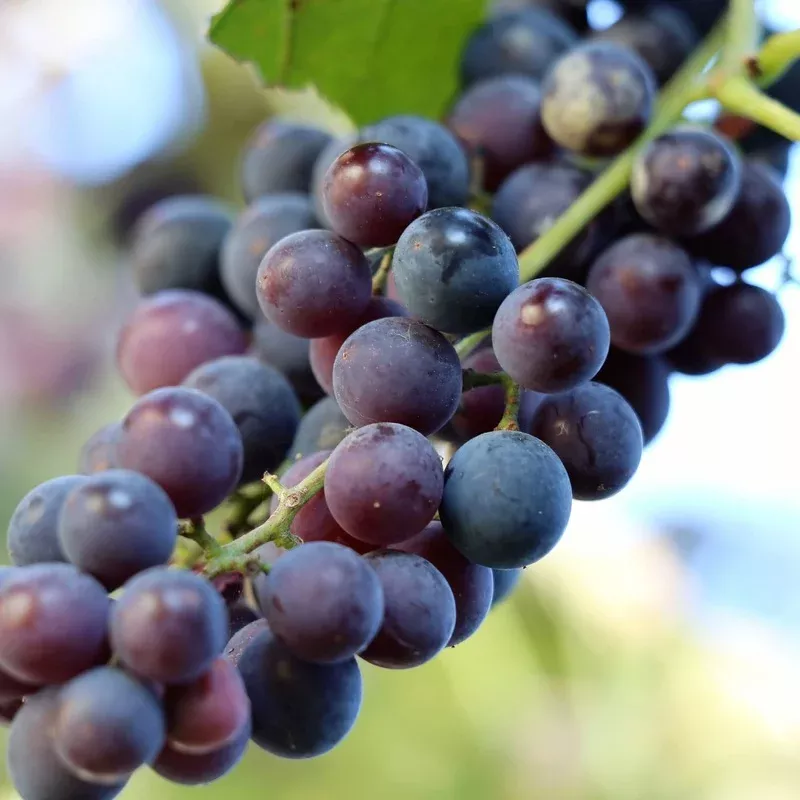 pinot-noir-outdoor-grape-vine ‘Pinot Noir’ Outdoor Grape Vine