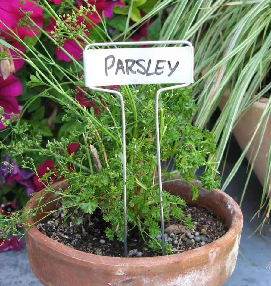 plant-labels-zinc Plant Labels Zinc