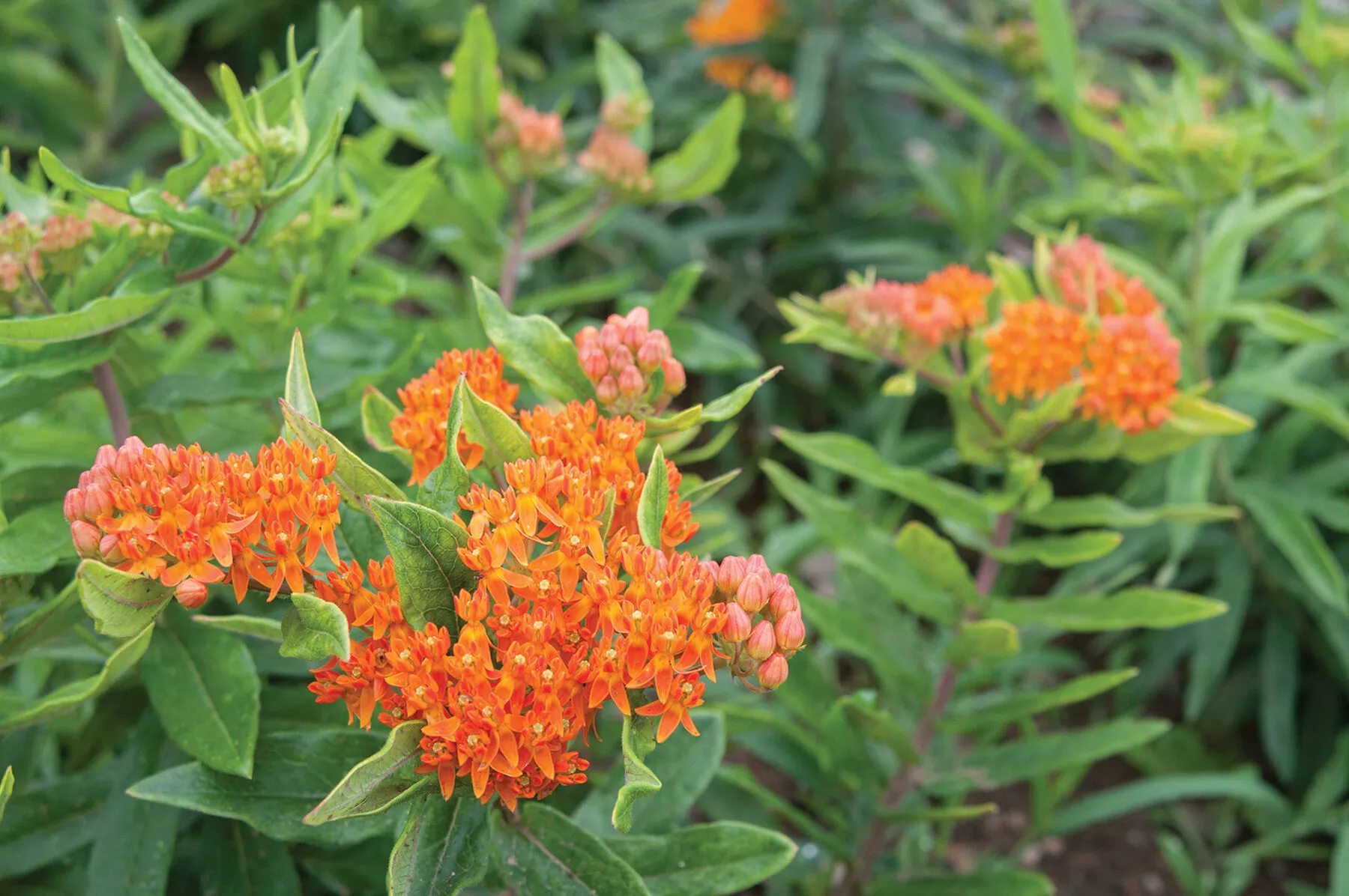 pleurisy-root-asclepias-seed Pleurisy Root Asclepias Seed