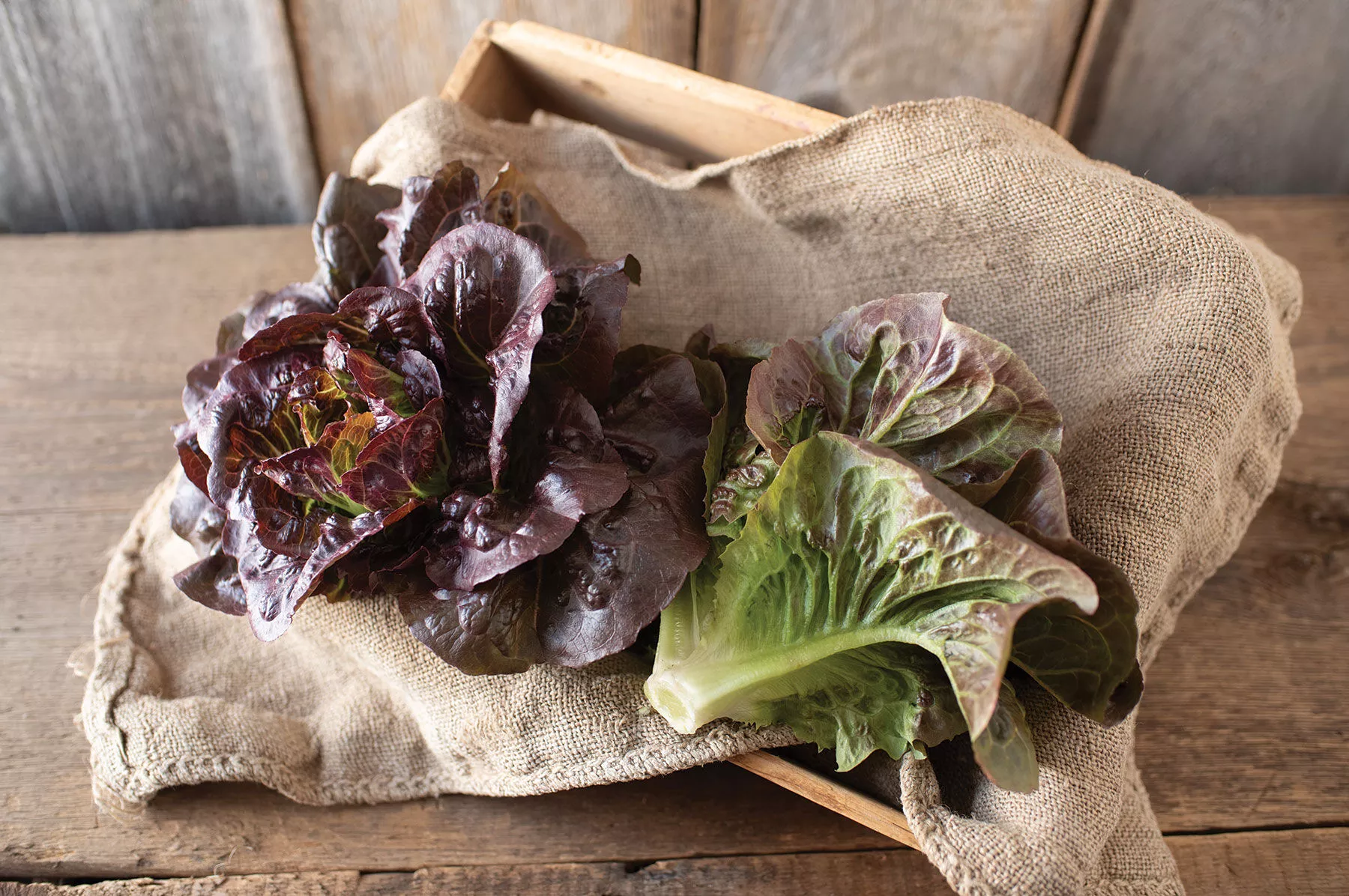pomegranate-crunch-organic-lettuce-seed Pomegranate Crunch Organic Lettuce Seed