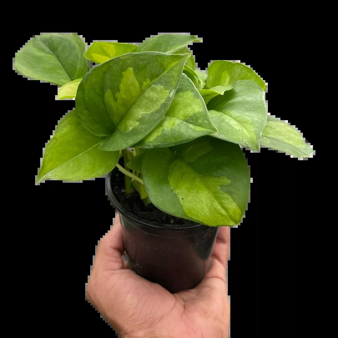 pothos-global-green Pothos 'Global Green'