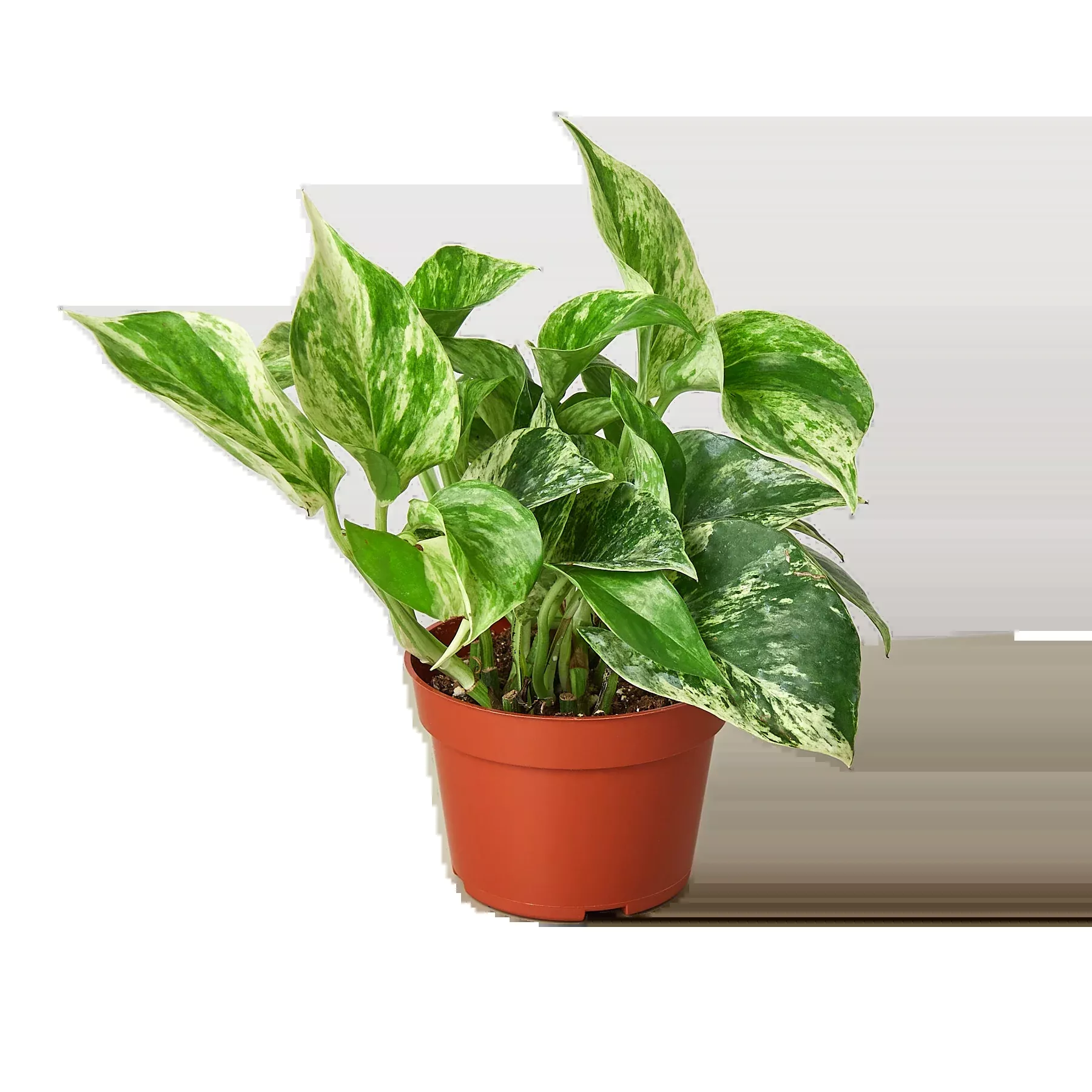 Pothos 'Marble Queen'