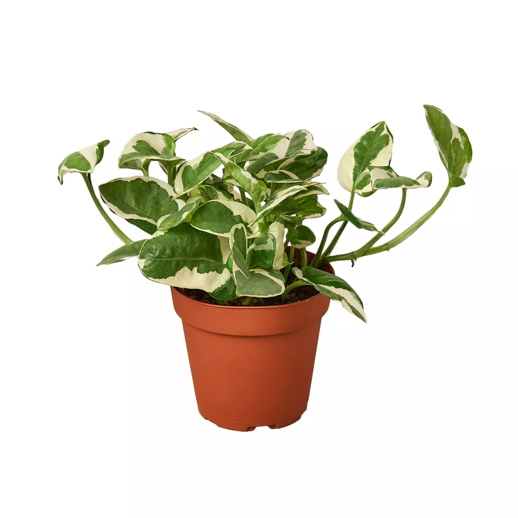 pothos-n-joy Pothos 'N'joy'