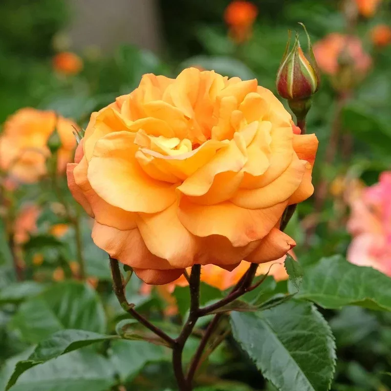 precious-amber-bush-rose ‘Precious Amber’ Bush Rose