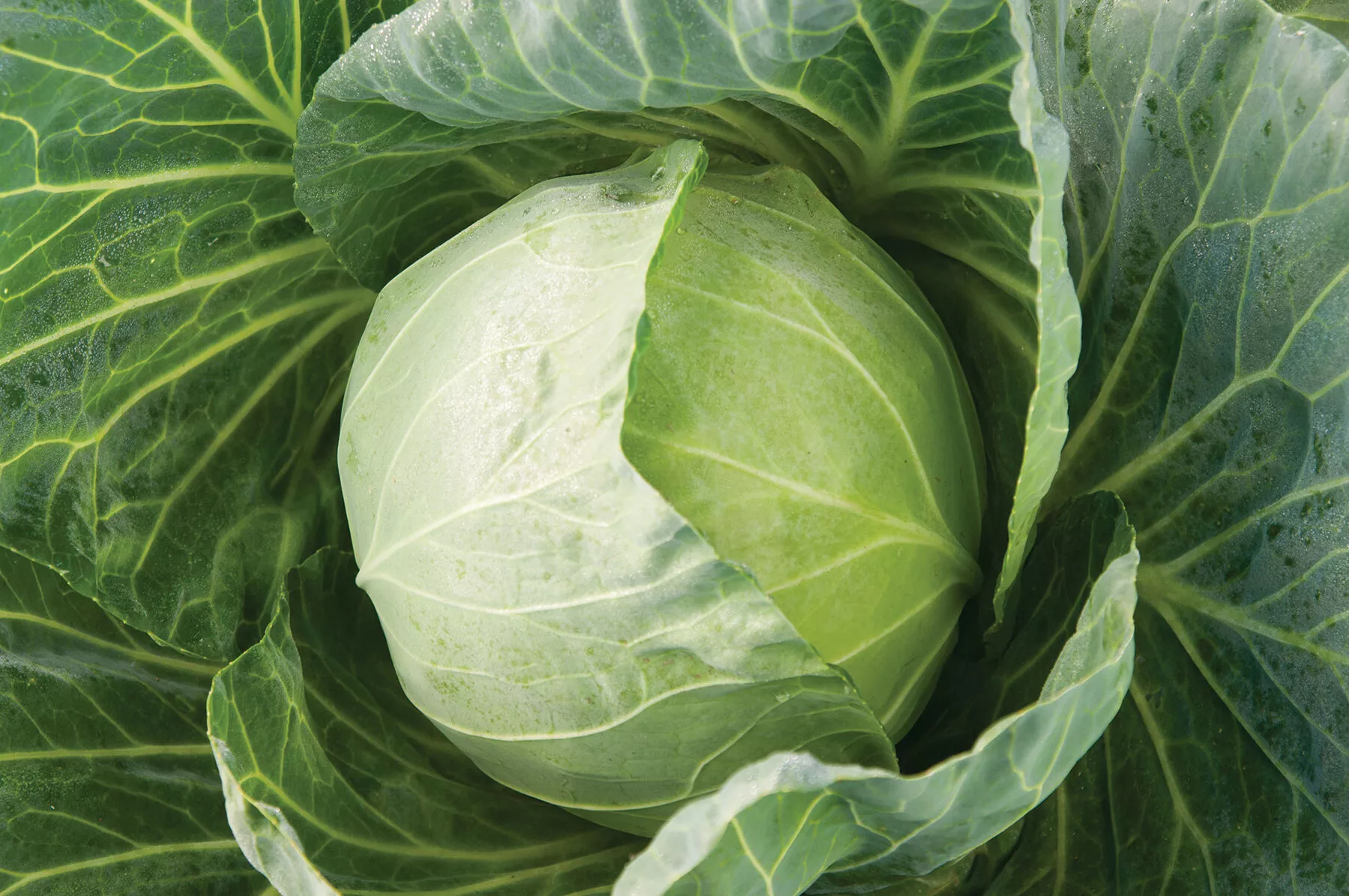 Primo Vantage (F1) Cabbage Seed