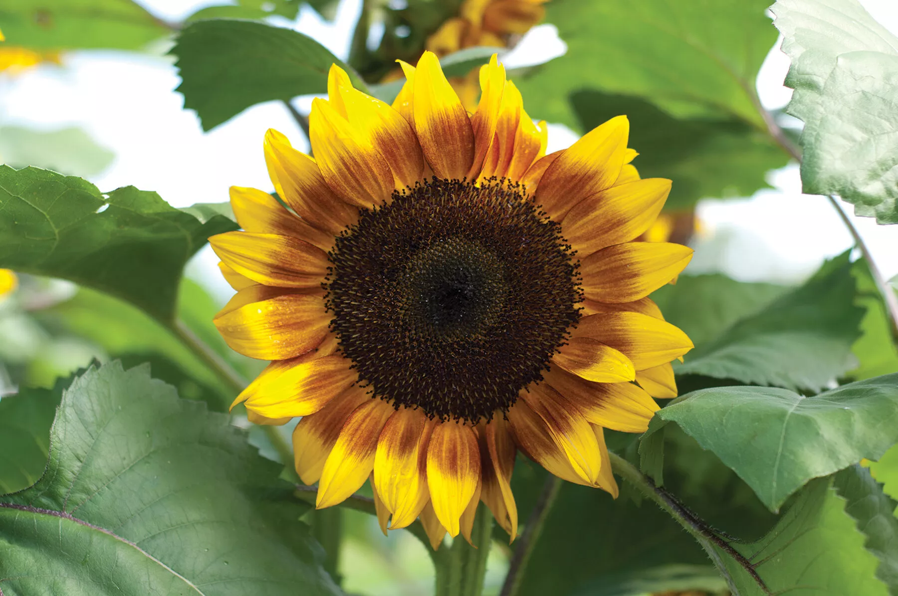 ProCut Bicolor (F1) Sunflower Seed