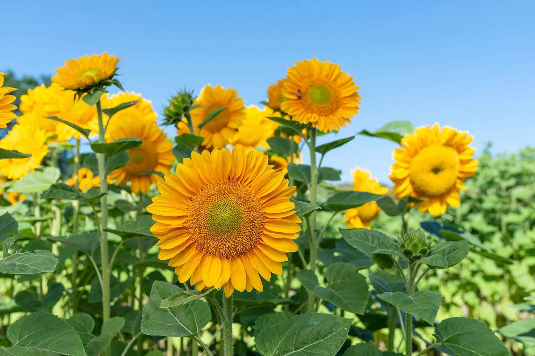 ProCut Gold Lite DMR (F1) Sunflower Seed