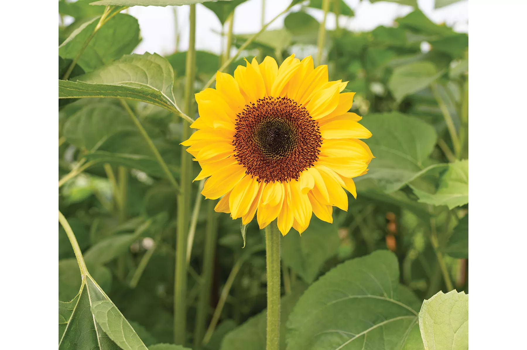 ProCut Horizon (F1) Sunflower Seed