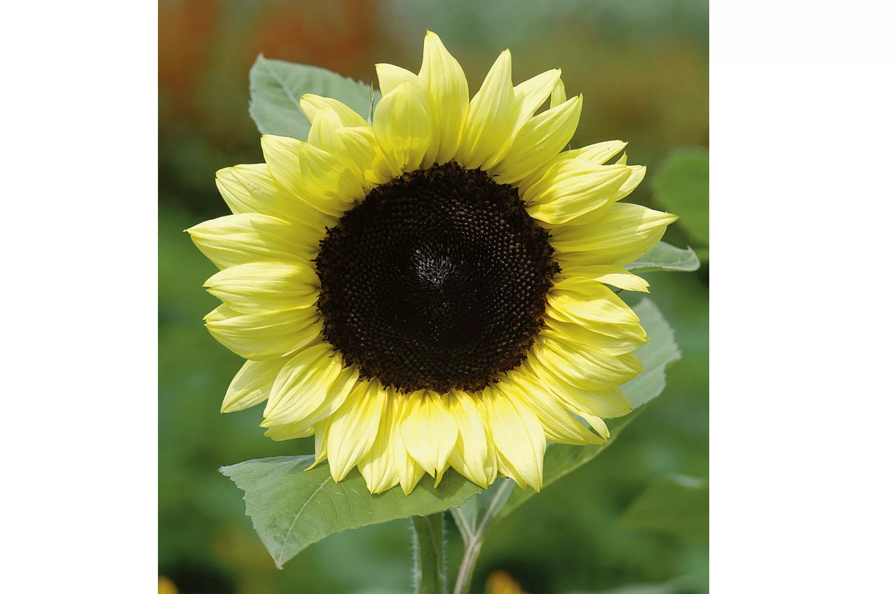 ProCut Lemon (F1) Sunflower Seed