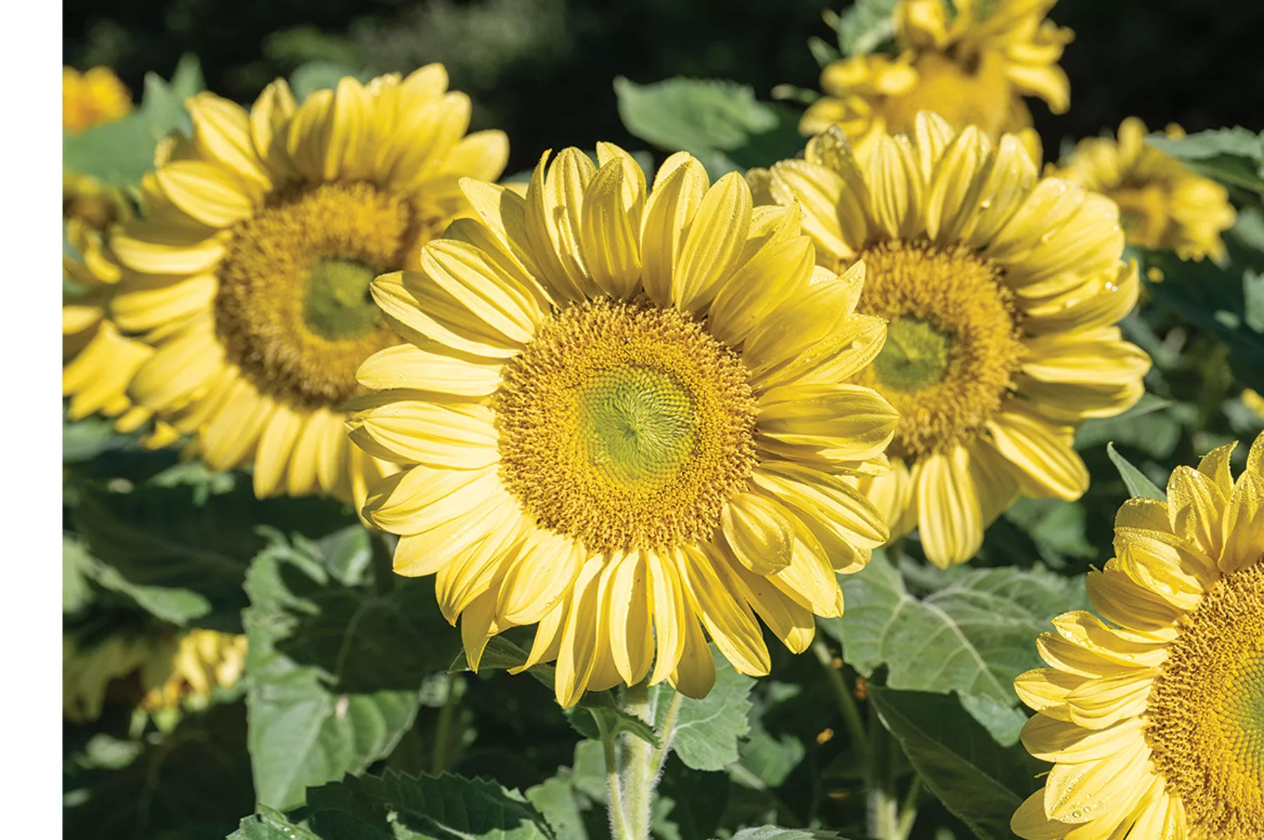 procut-lemon-lite-f1-sunflower-seed ProCut Lemon Lite (F1) Sunflower Seed