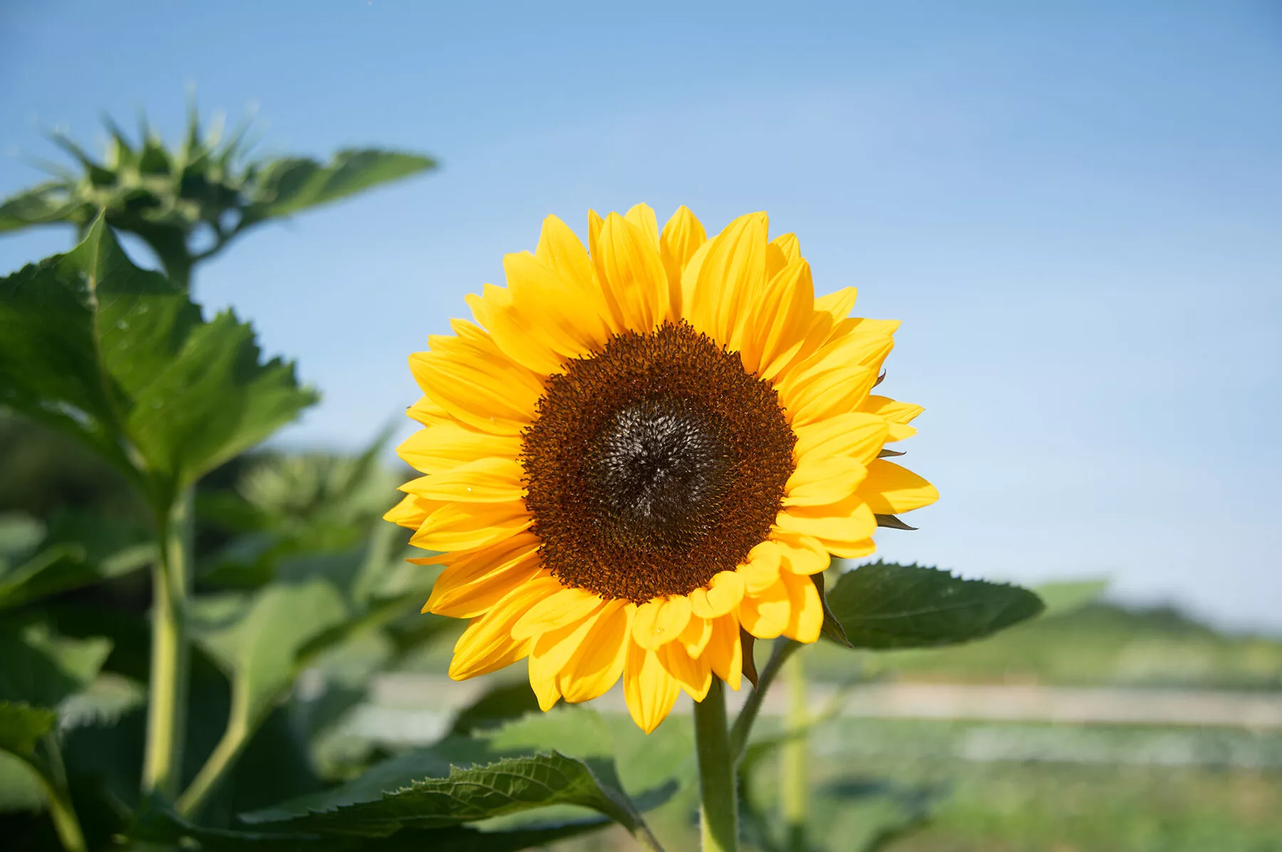 procut-orange-excel-f1-sunflower-seed ProCut Orange Excel (F1) Sunflower Seed