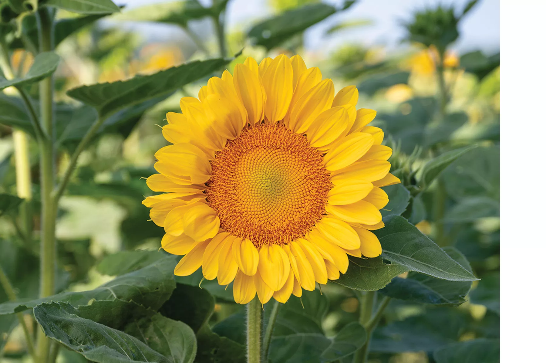 procut-peach-lite-f1-sunflower-seed ProCut Peach Lite (F1) Sunflower Seed