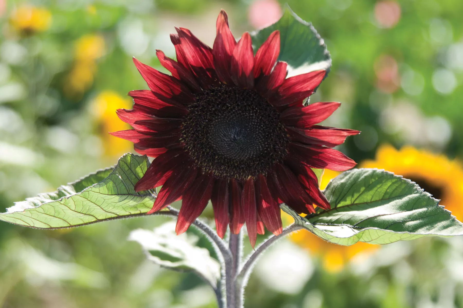 ProCut Red (F1) Sunflower Seed