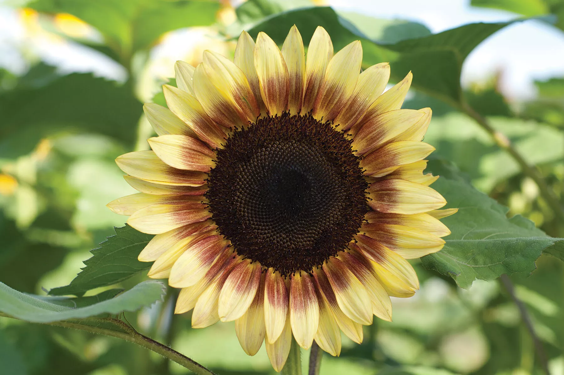 procut-red-lemon-bicolor-f1-sunflower-seed ProCut Red/Lemon Bicolor (F1) Sunflower Seed
