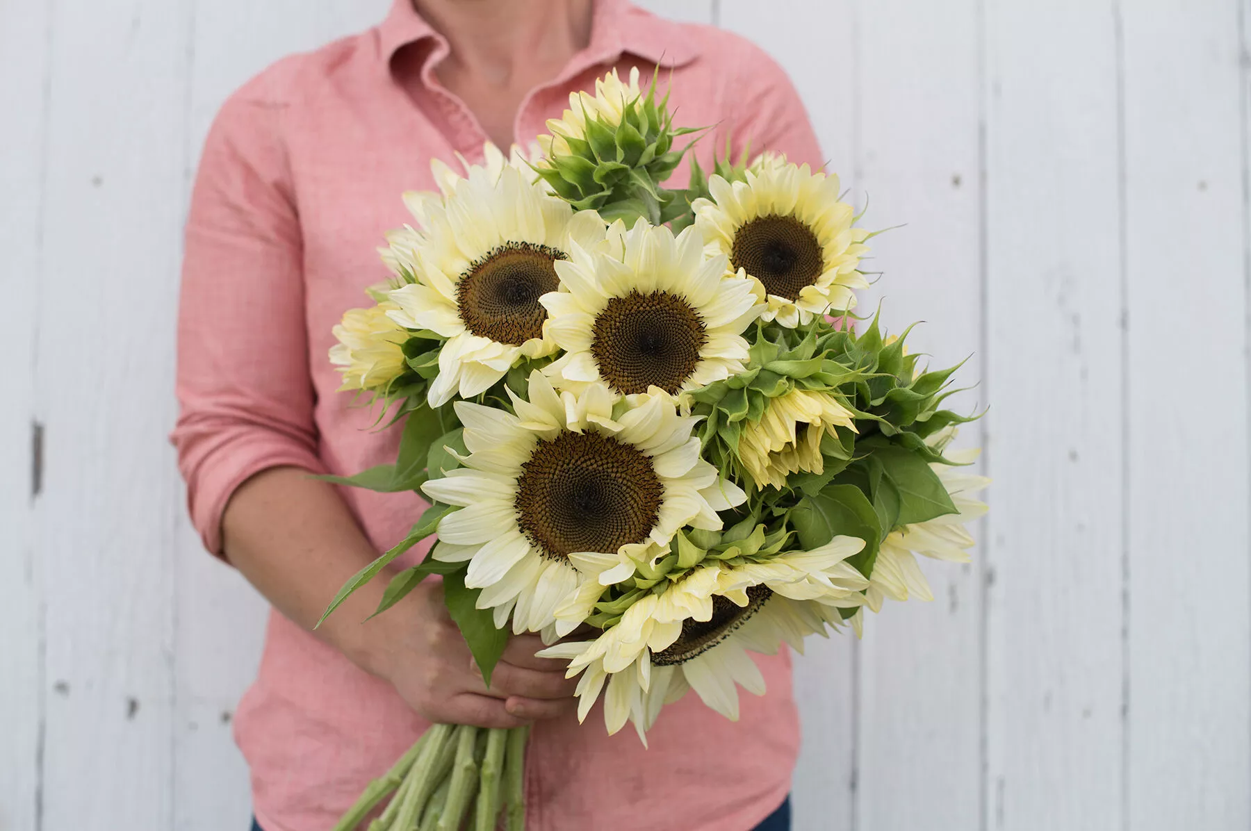 procut-white-nite-f1-sunflower-seed ProCut White Nite (F1) Sunflower Seed