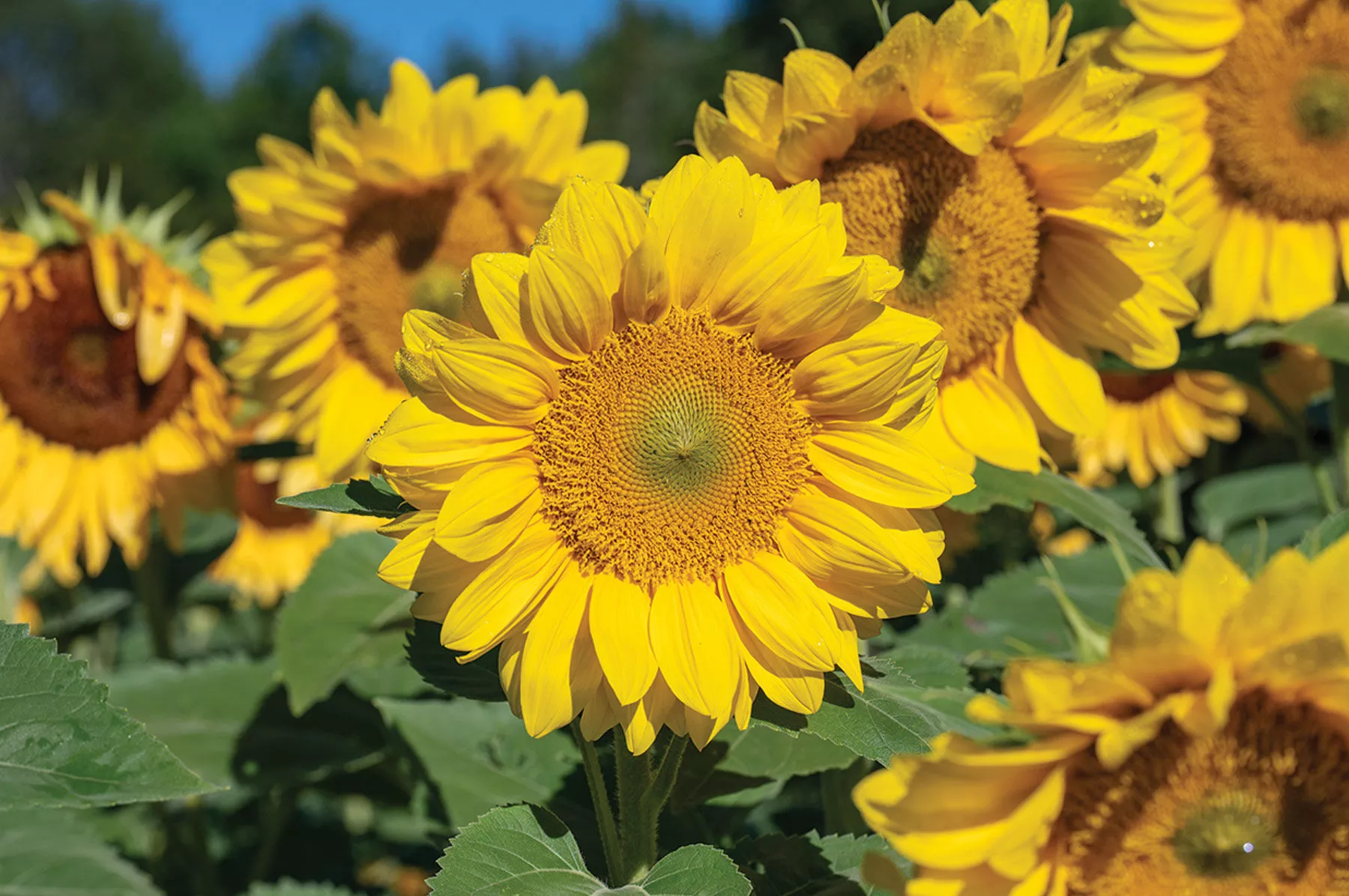 procut-yellow-lite-f1-sunflower-seed ProCut Yellow Lite (F1) Sunflower Seed