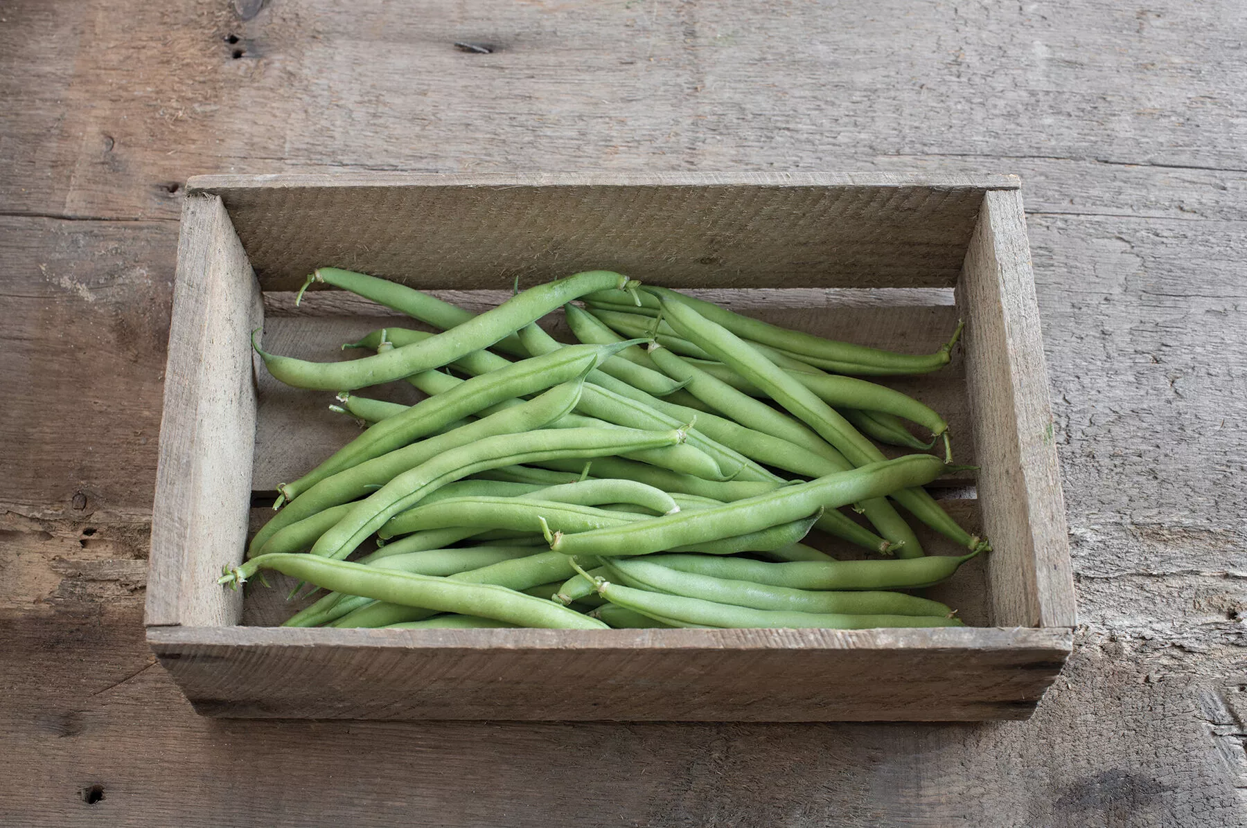 provider-organic-bean-seed Provider Organic Bean Seed