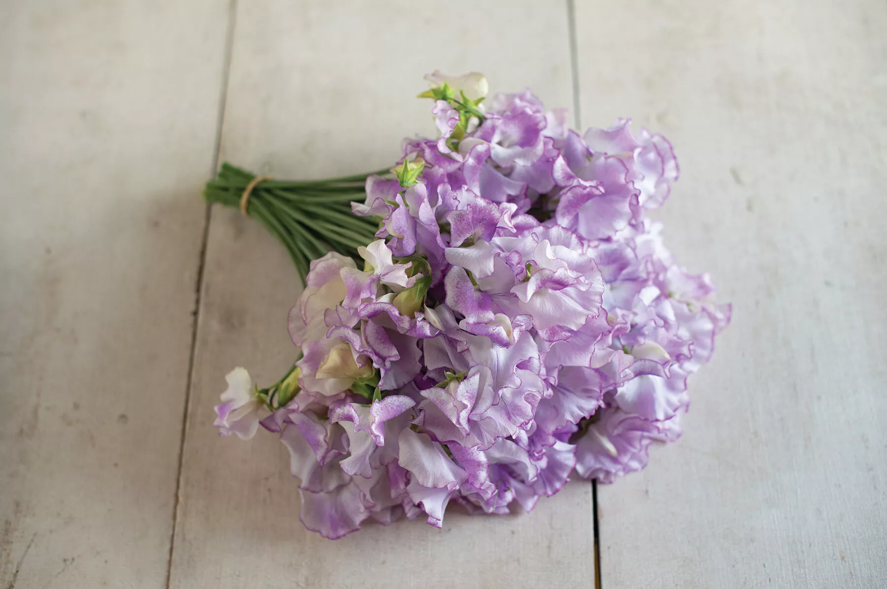 Pulsar Sweet Pea Seed