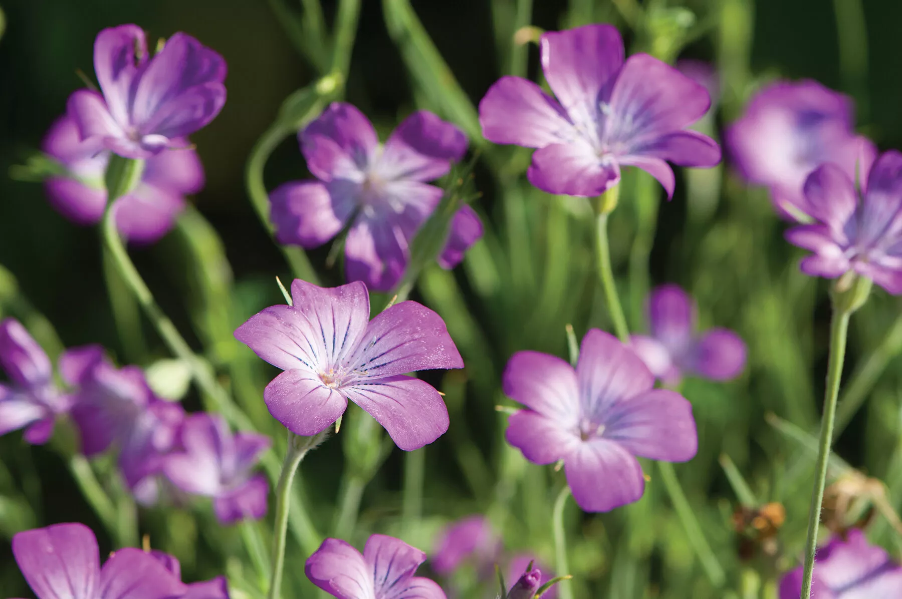 Purple Queen Agrostemma Seed