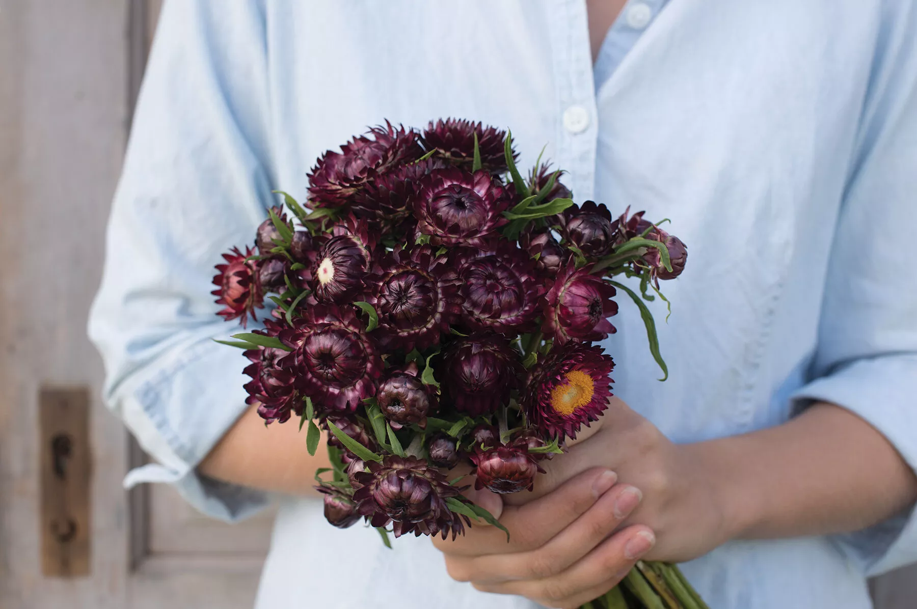 purple-red-strawflower-seed Purple Red Strawflower Seed