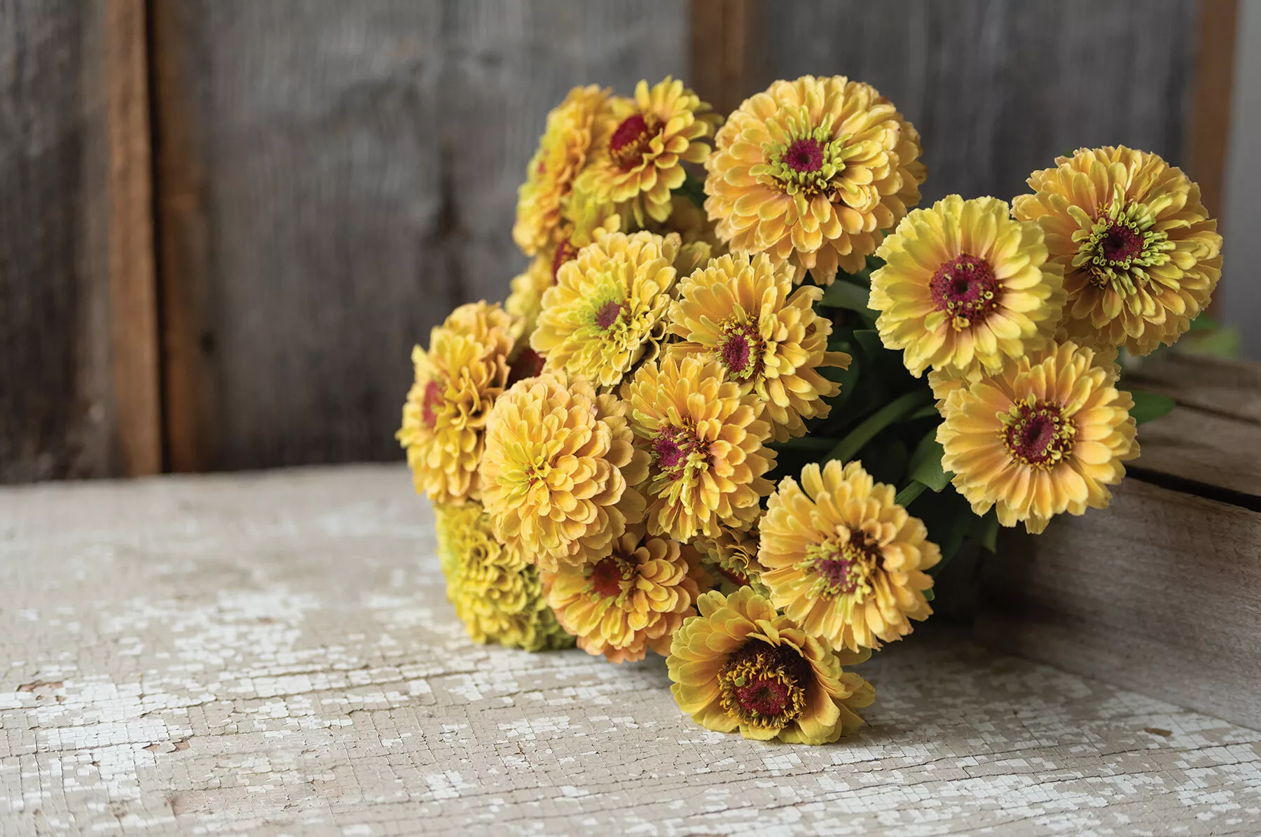 queeny-lemon-peach-zinnia-seed Queeny Lemon Peach Zinnia Seed
