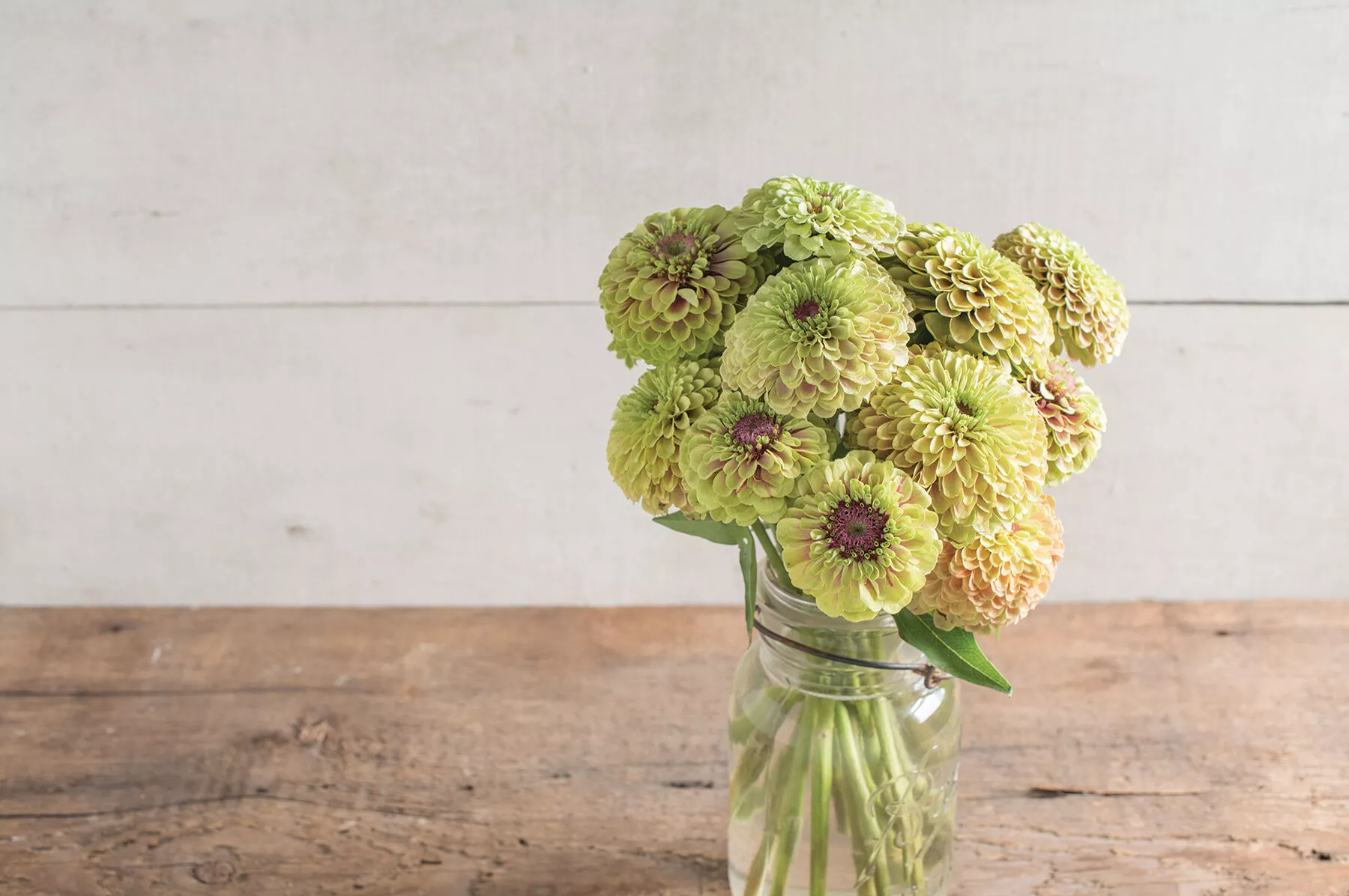 queeny-lime-with-blush-zinnia-seed Queeny Lime with Blush Zinnia Seed