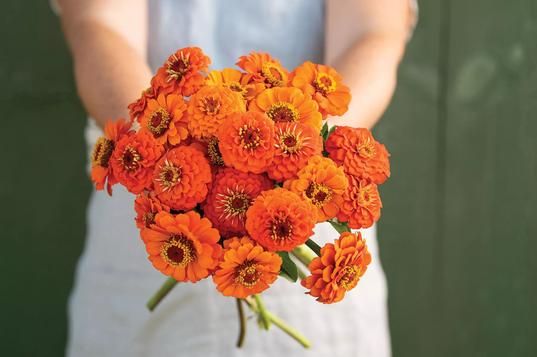 queeny-pure-orange-zinnia-seed Queeny Pure Orange Zinnia Seed