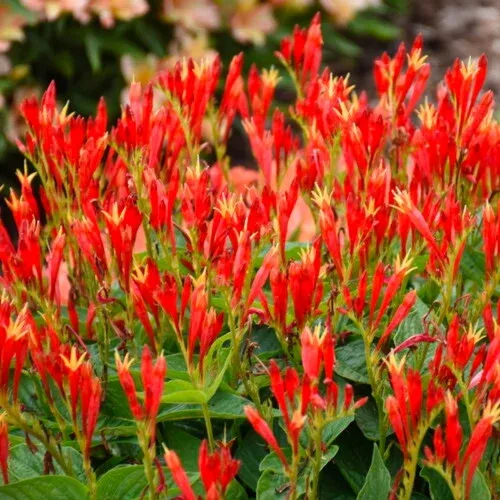 ragin-cajun-spigelia 'Ragin Cajun' Spigelia