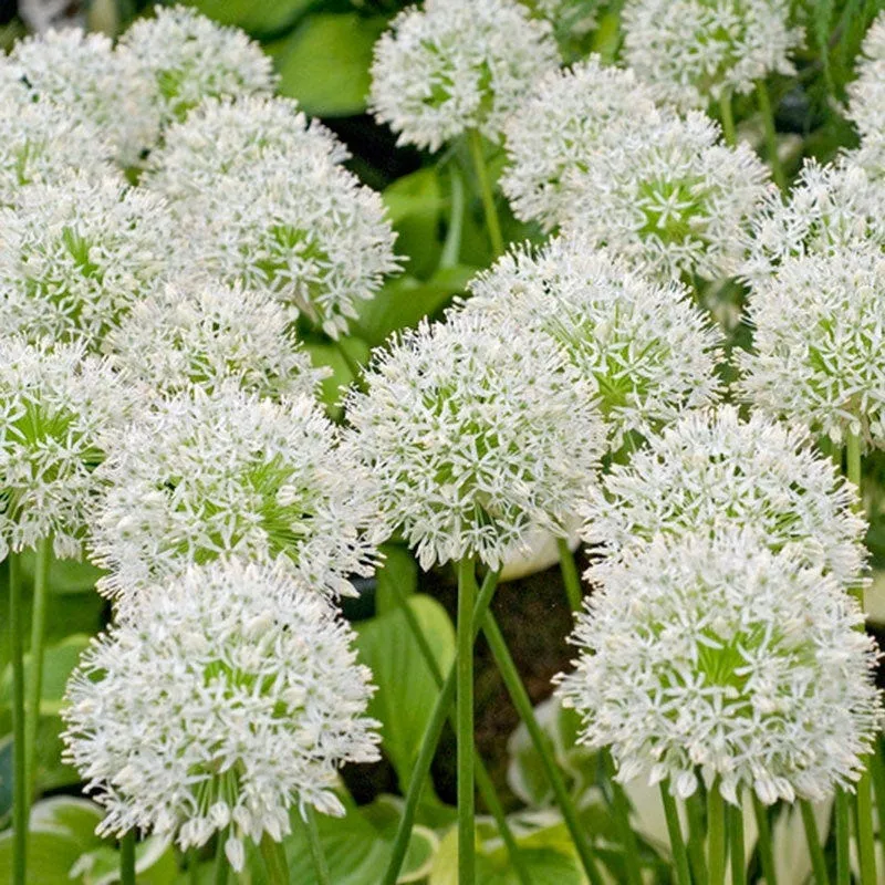 rare-white-allium-mount-everest-seeds-elegant-tall-blooming-perennials Rare White Allium Mount Everest Seeds, Elegant Tall Blooming Perennials