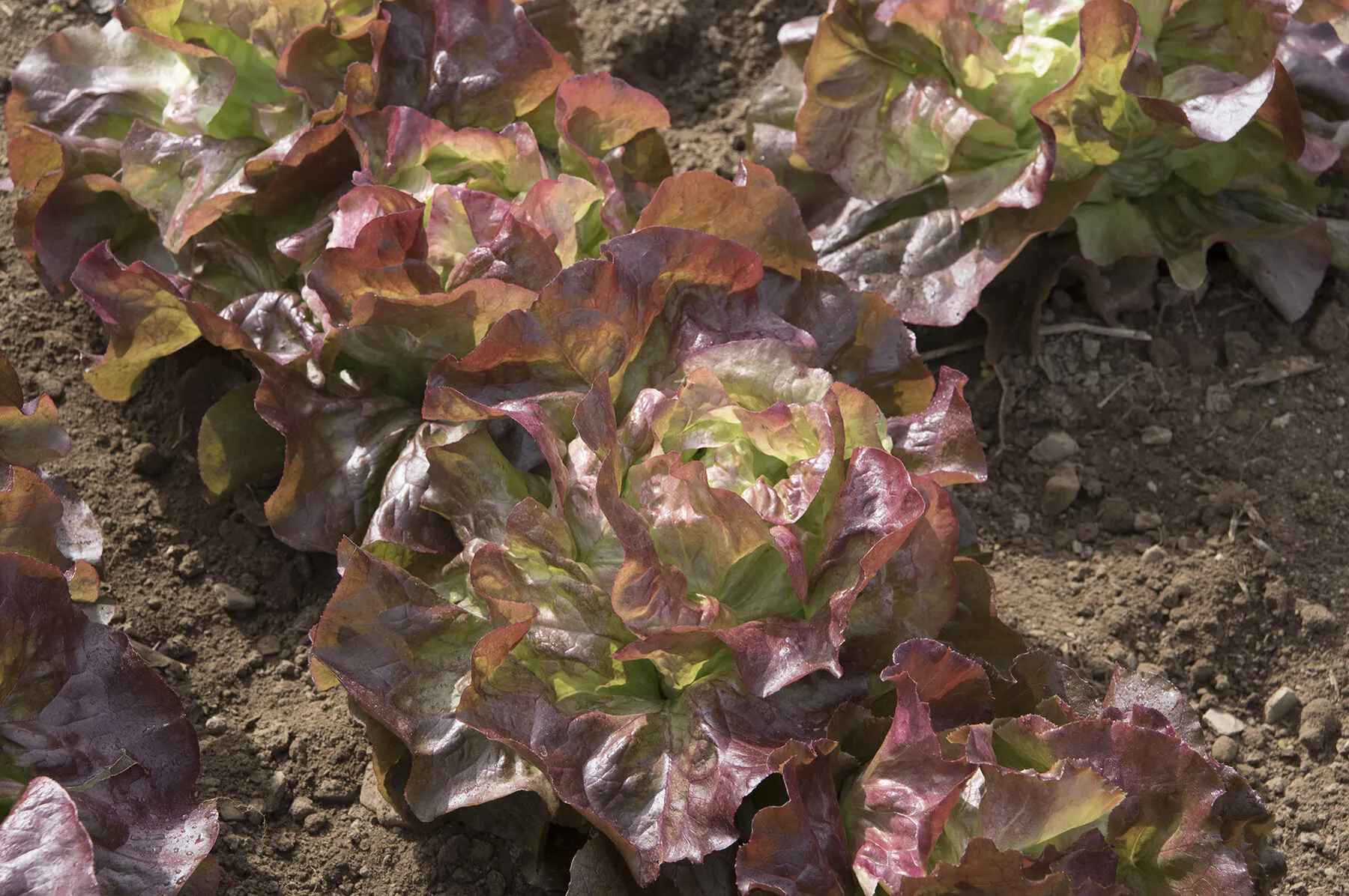 red-cross-organic-lettuce-seed Red Cross Organic Lettuce Seed