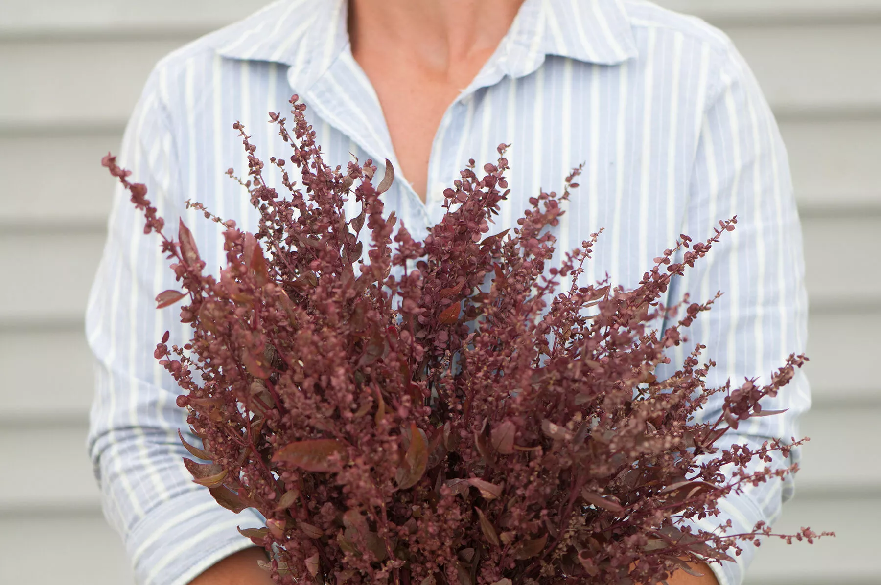 red-plume-atriplex-seed Red Plume Atriplex Seed