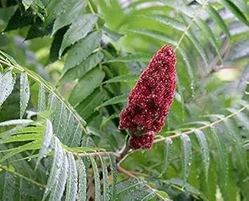 red-typhina-flower-seeds-planting "Red Typhina Flower seeds for Planting