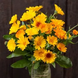 resina-calendula Resina Calendula