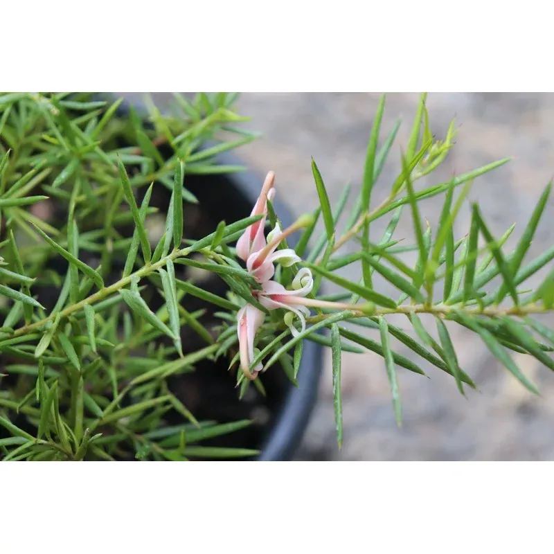 retail-grevillea-pink-lady *RETAIL – Grevillea ‘Pink Lady’