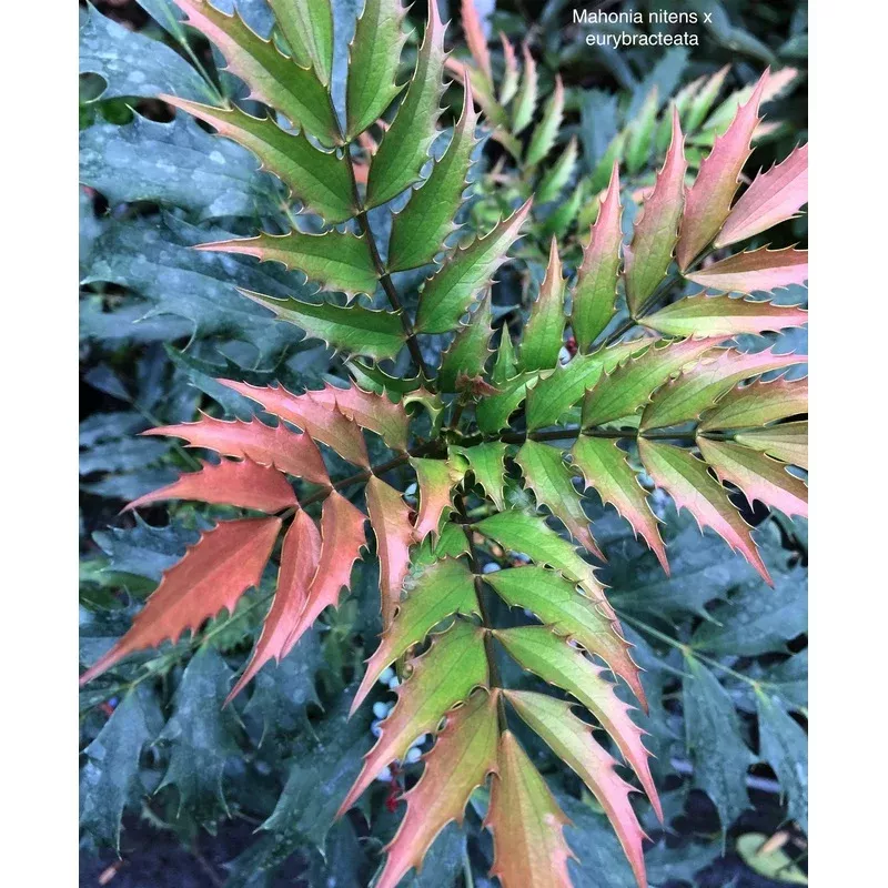 retail-mahonia-nitens-94010 *RETAIL – Mahonia nitens 94010
