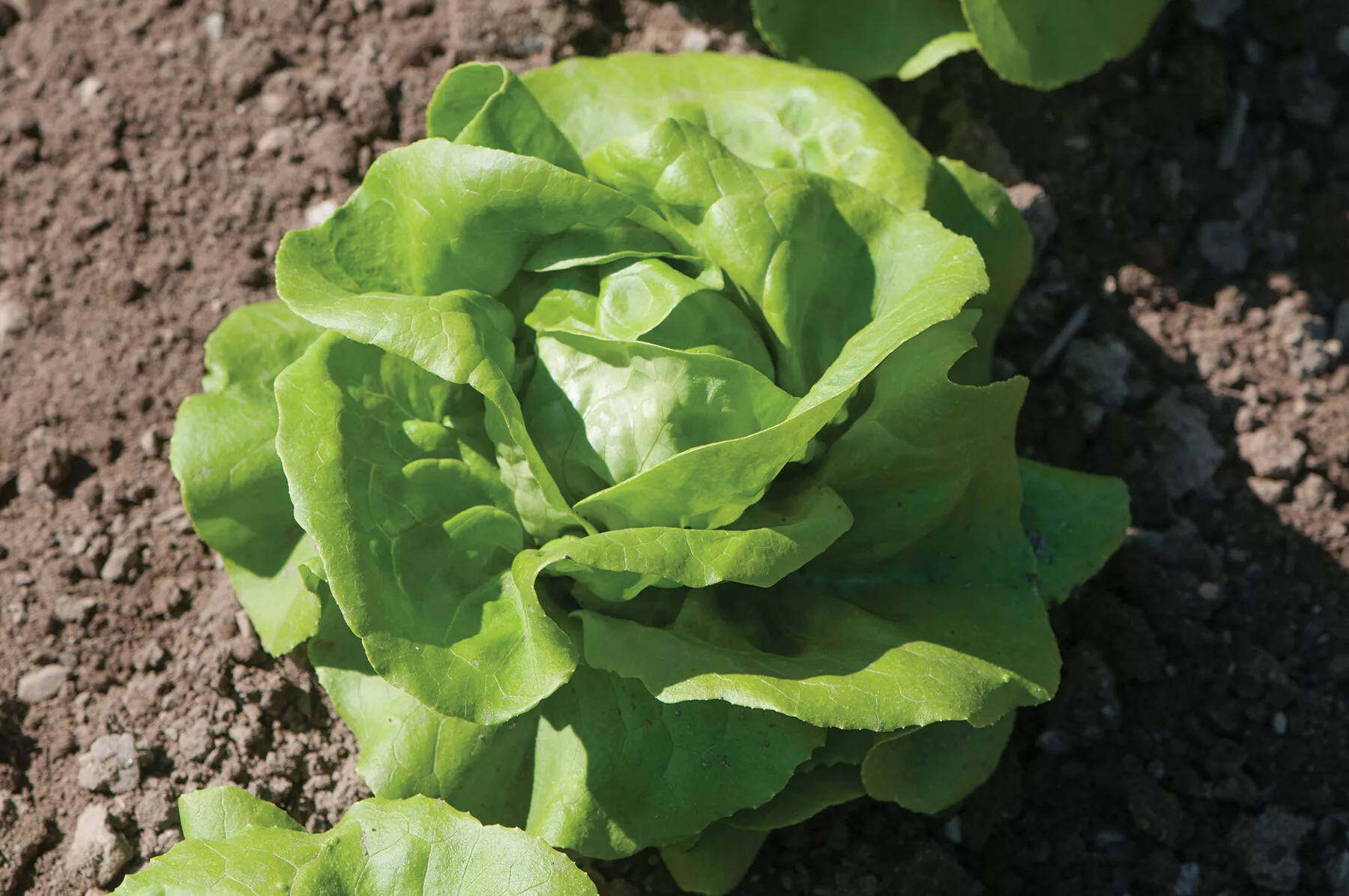 rex-pelleted-lettuce-seed Rex Pelleted Lettuce Seed