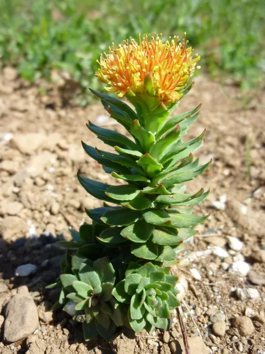 Rhodiola (Rhodiola rosea), packet of 100 seeds