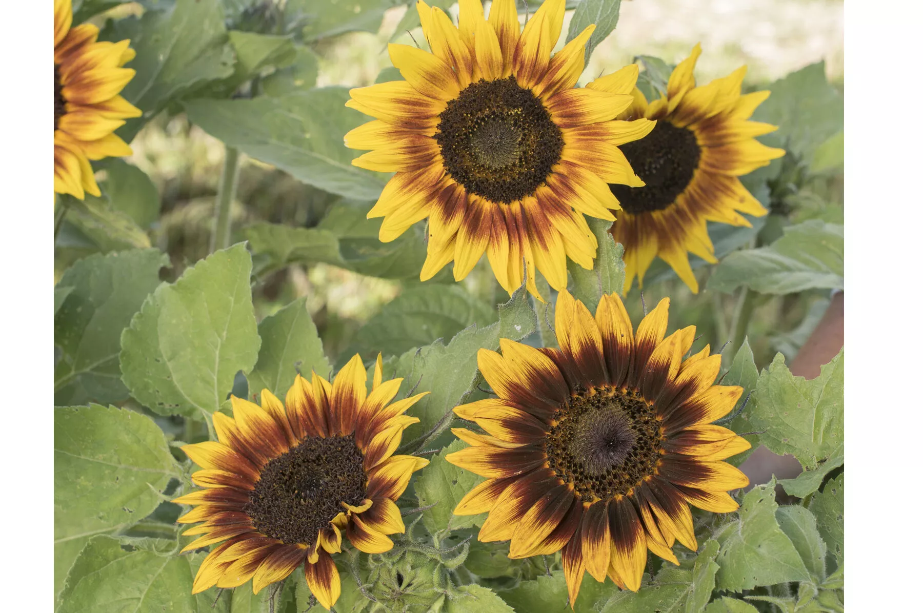 ring-fire-sunflower-seed Ring of Fire Sunflower Seed