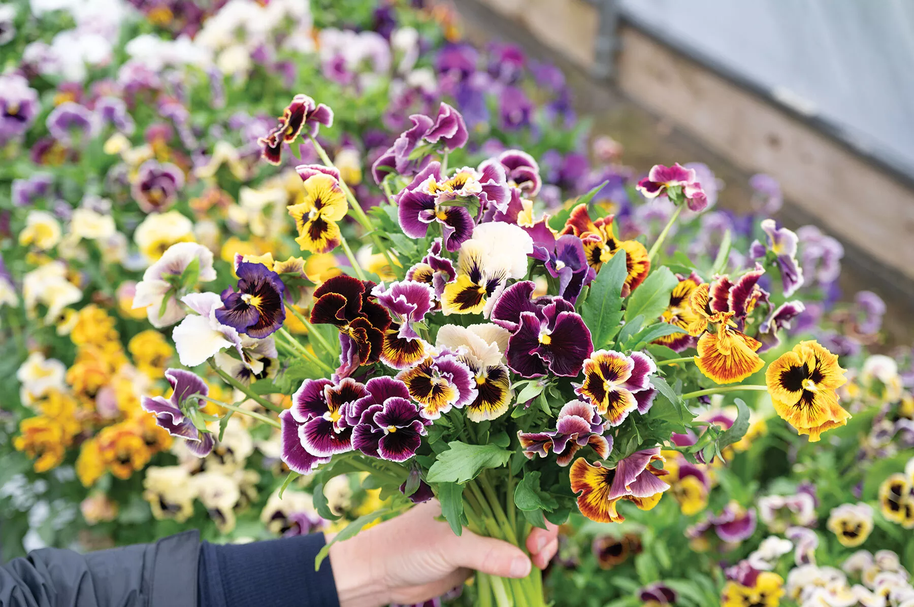 rococo-frilled-mix-viola-seed Rococo Frilled Mix Viola Seed